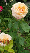 Creamy Apricot Rose Cuttings - Live Fresh Rosa 'Creamy Apricot' for Garden & Cut Flowers