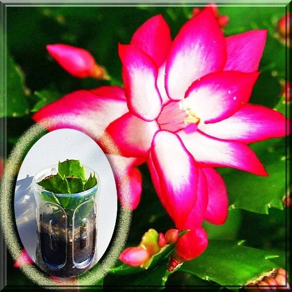 Pink Christmas Cactus Live Plant - Schlumbergera Zygo in 2.5" Pot for Holiday Decor