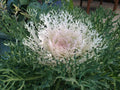 Ornamental Kale Seeds - Peacock White - Brassica oleracea - Frilly White Foliage for Gardens & Containers