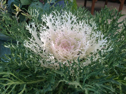 Ornamental Kale Seeds - Peacock White - Brassica oleracea - Frilly White Foliage for Gardens & Containers