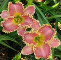 Daylily Live Plant - Heavenly Pink Fang, Reblooms, Pink Flowers, Hemerocallis
