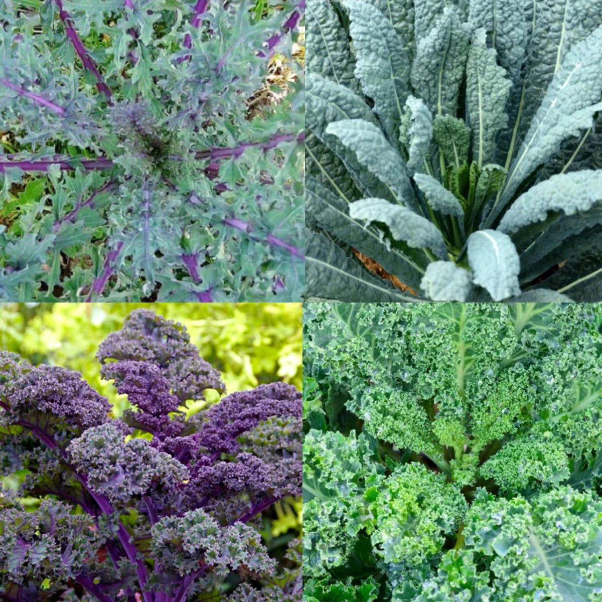 Heirloom Microgreens Garden Blend Seeds – 4 Kale Varieties, Non-GMO, Nutrient-Rich Sprouts, Indoor & Outdoor Growing