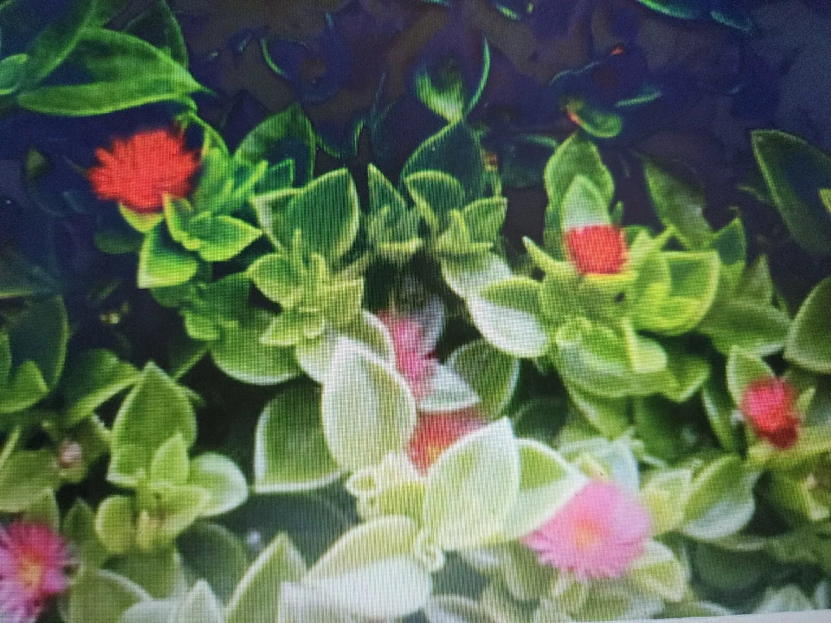 Aptenia California Baby Sun Rose Cuttings - 10 pcs, Succulent Ground Cover, Pink Flowers, Aptenia cordifolia, Rooting Plantlets