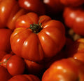 Costoluto Genovese Tomato Seeds - Heirloom, Non-GMO, 30 Seeds, Indeterminate, Culinary Tomato, Lycopersicon esculentum