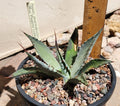 Agave Neomexicana Live Rooted Plant | Drought-Resistant Succulent | New Mexico Agave | Native to Southwestern US