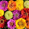 Zinnia Seeds - Heirloom Mixed Colors for Bees & Butterflies - Pollinator-Friendly Garden Plants - Zinnia elegans, 200 Seeds