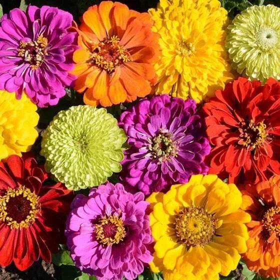 Zinnia Seeds - Heirloom Mixed Colors for Bees & Butterflies - Pollinator-Friendly Garden Plants - Zinnia elegans, 200 Seeds