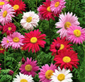 Multi Color Painted Daisy Seeds - Over 200 Seeds - Bellis perennis Perennial Flower for Borders & Containers