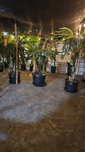 Dragon Fruit Cuttings 3-5 Inches Hylocereus spp. for Grafting Multiple Varieties