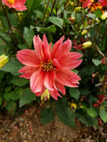 Dwarf Dahlia Tubers 3 Pack | Colorful Summer-Fall Blooms | Dahlia pinnata Flower Bulbs
