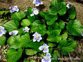 Organic Blue Violet Seeds - Viola sororia, Native Herb, 20+ Seeds for Ground Cover & Borders, Easy to Grow, USA Grown
