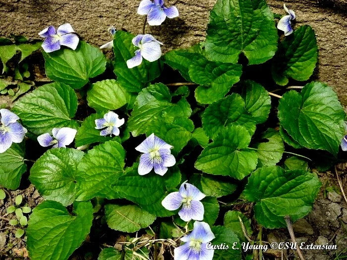 Organic Blue Violet Seeds - Viola sororia, Native Herb, 20+ Seeds for Ground Cover & Borders, Easy to Grow, USA Grown