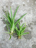 Live Spider Plants Lot of 2 – Fully Rooted Chlorophytum comosum Indoor House Plants for Air Purification