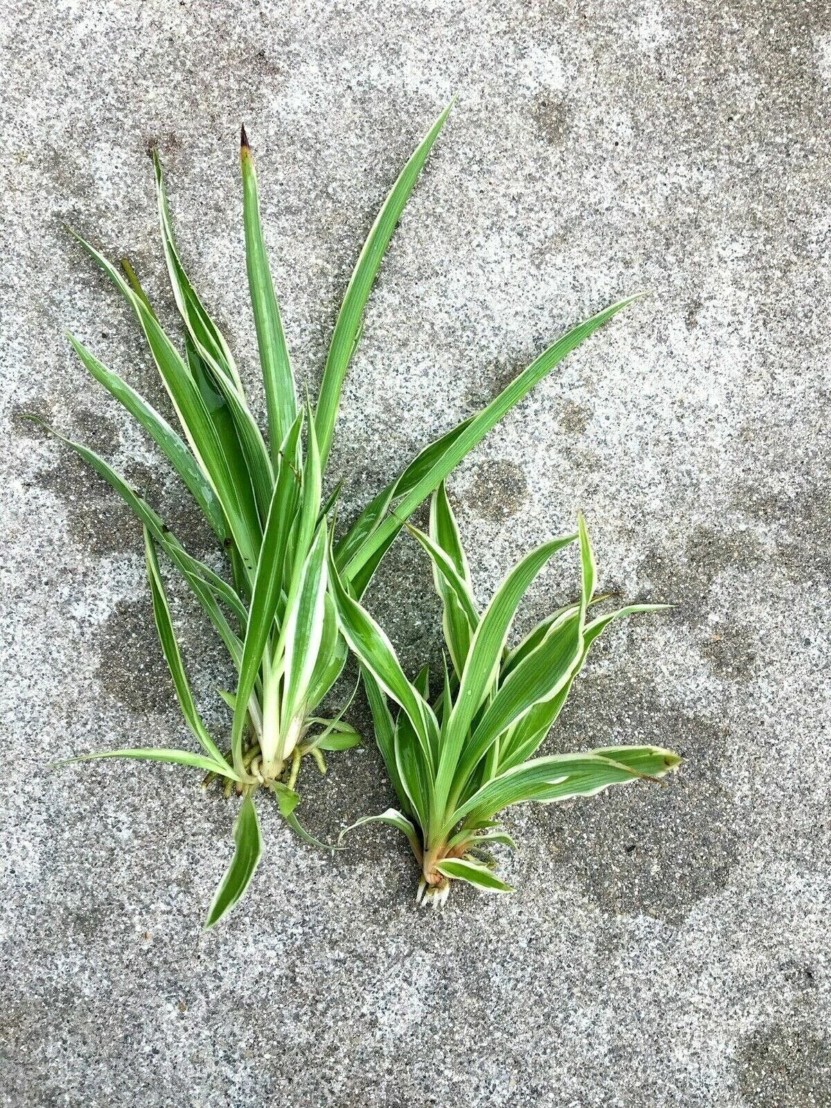 Live Spider Plants Lot of 2 – Fully Rooted Chlorophytum comosum Indoor House Plants for Air Purification