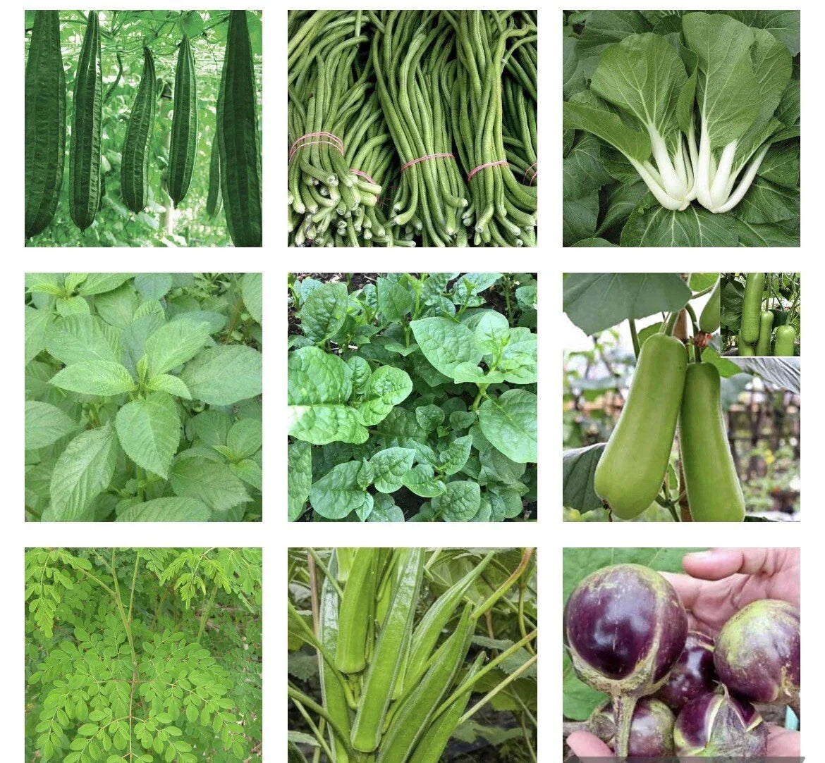 Asian Vegetable Seeds Bundle - 15 Packets of Heirloom Varieties for Home Gardening, Non-GMO, Full Sun, Organic Soil