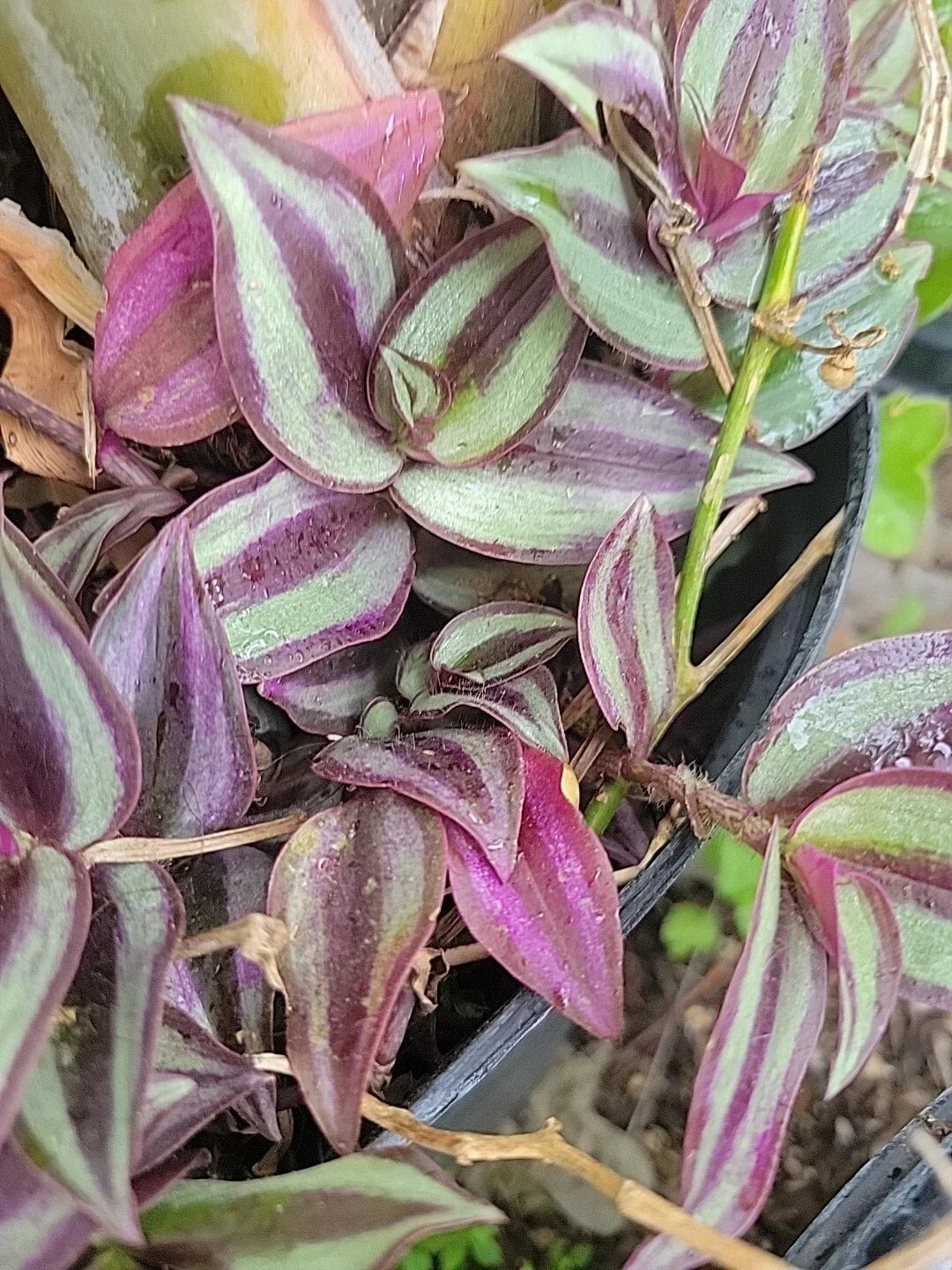 Tradescantia Zebrina Cuttings - 10 Healthy Wandering Jew Plant Propagation Material - Indoor Easy Care Trailing Houseplants