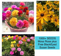 Moss Rose Seeds Double Mix Color Portulaca grandiflora, 1000+ Seeds, Vibrant Flowering Annual for Gardens and Containers