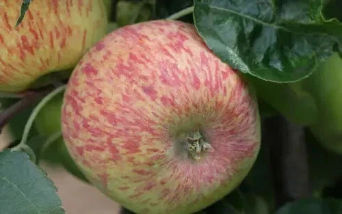 Duchess of Oldenburg Apple Seeds - Heirloom Malus domestica - 25+ Pack for Home Garden & Orchard Planting