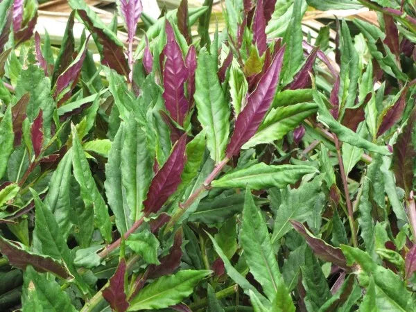 Okinawa Spinach Starter Plant - Gynura Crepioides - Green & Purple Foliage - Edible Ground Cover Plant