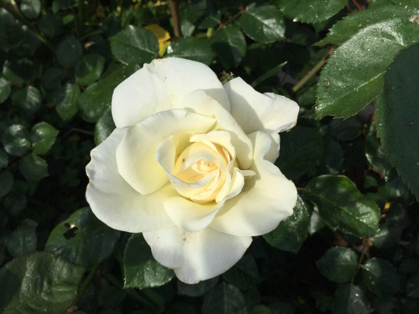 White Iceberg Rose Cuttings 3 Stems for Rooting Grafting Rosa 'Iceberg' Garden Plant
