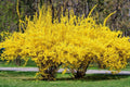Weeping Forsythia Seeds - 50 Pack - Forsythia suspensa - Ornamental Shrub for Gardens and Landscaping