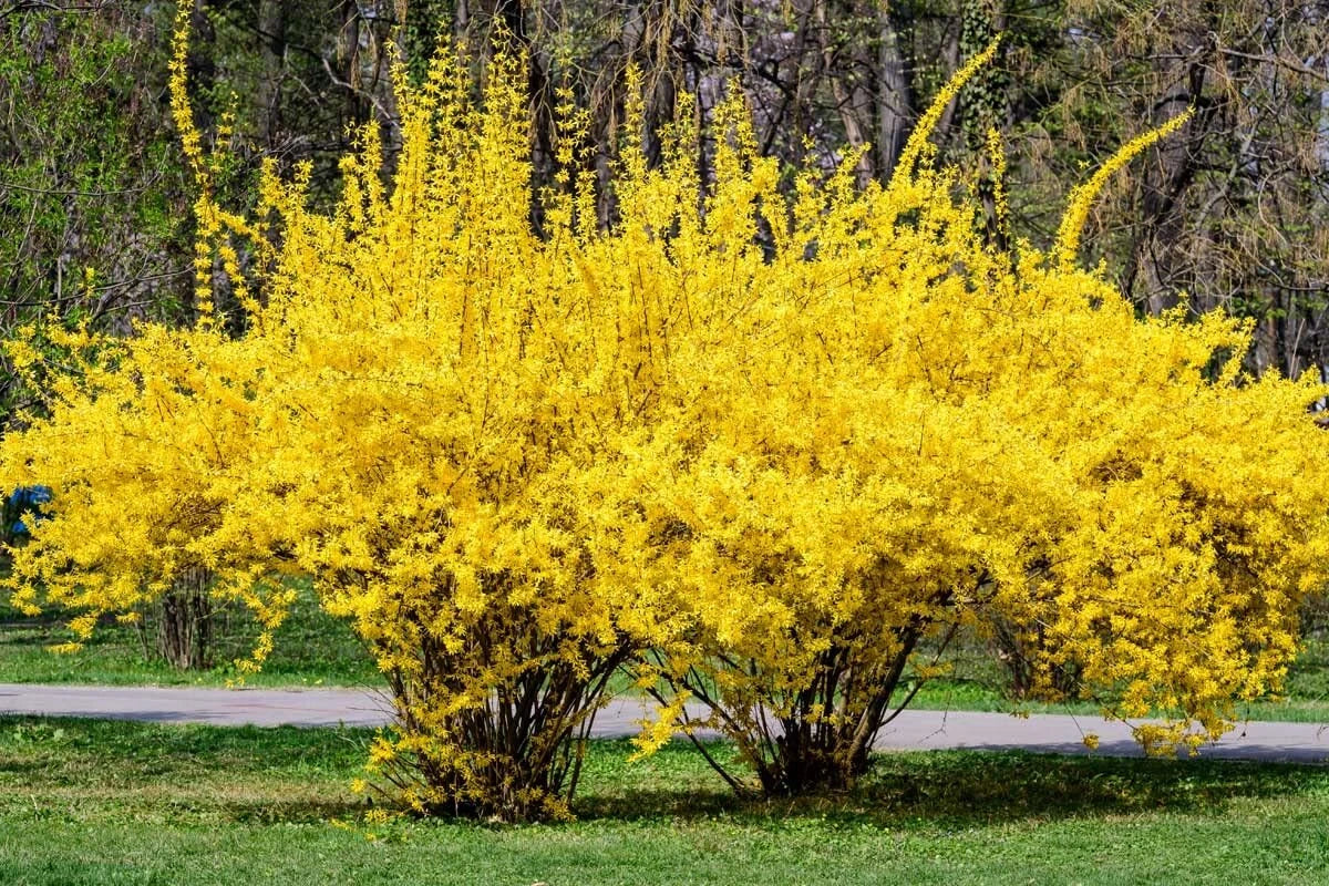 Weeping Forsythia Seeds - 50 Pack - Forsythia suspensa - Ornamental Shrub for Gardens and Landscaping