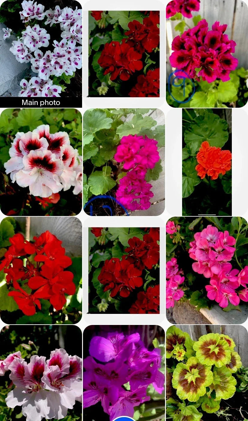 Geranium Cuttings Set of 3 - 6 Inch Pelargonium spp. for Indoor & Outdoor Gardening