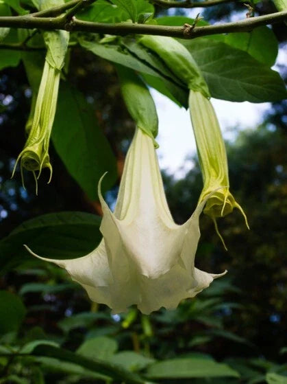 White Brugmansia Cuttings - 2 Unrooted Angel's Trumpet Datura spp. for Garden, Patio, or Pot