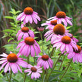 Purple Coneflower Seeds - Echinacea purpurea - Perennial Garden Flower Pack for Pollinator Attraction