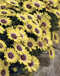 African Daisy Plants in Pot – 5-6 Plants, Yellow & Purple Blooms, Osteospermum, Compact Growth