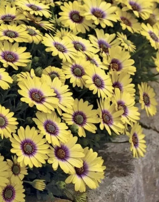 African Daisy Plants in Pot – 5-6 Plants, Yellow & Purple Blooms, Osteospermum, Compact Growth