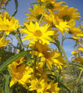 Maximilian Sunflower Seeds 50+ Pack | Helianthus maximiliani | Perennial Wildflower Seeds for Garden & Landscape