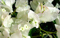 Bougainvillea Starter Plant Seafoam | Live Plug | Bougainvillea glabra | Easy Care, Vibrant Blooms, Garden & Pot