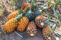Pernambuco Pineapple Seeds - Ananas comosus - Tropical Fruit Planting - Garden Seeds for Home Growing