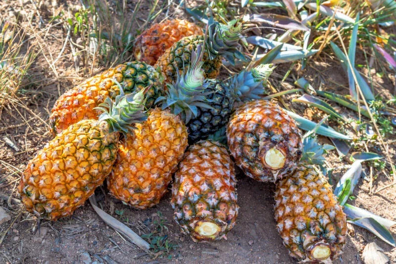 Pernambuco Pineapple Seeds - Ananas comosus - Tropical Fruit Planting - Garden Seeds for Home Growing