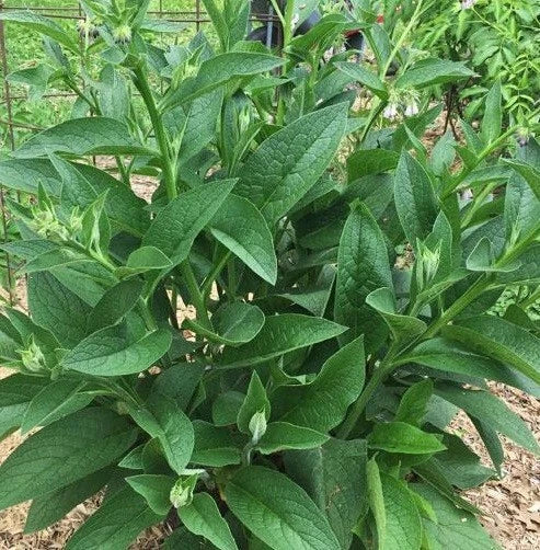 Live Russian Comfrey Plant Root Crowns - Bocking #4 - 2.5 lbs - Organic Herbal Perennial