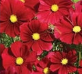 Cosmos Dazzler Flower Seeds - 100+ Colorful Annuals for Garden, Borders, Containers - Cosmos bipinnatus Seed Pack