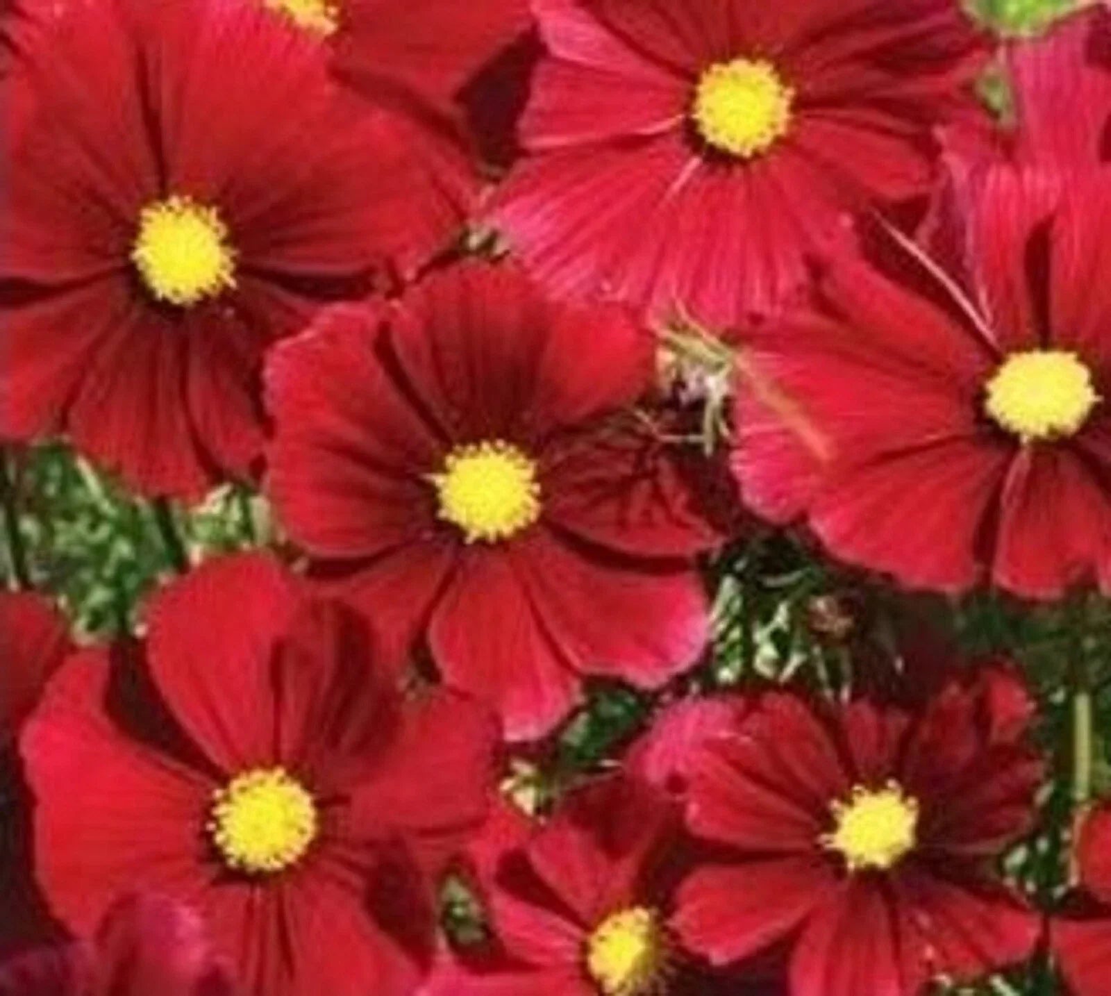 Cosmos Dazzler Flower Seeds - 100+ Colorful Annuals for Garden, Borders, Containers - Cosmos bipinnatus Seed Pack