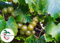 Late Fry Muscadine Grape Vine - Bare Root Live Plant, Vitis rotundifolia, Sweet, Disease-Resistant, Deciduous Vine
