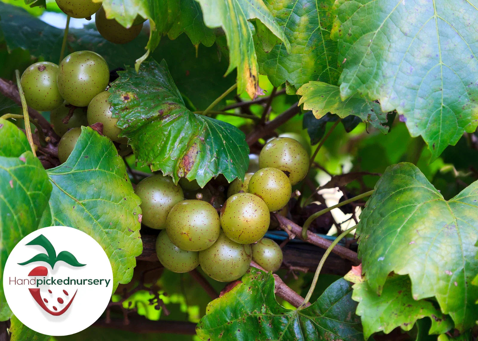 Late Fry Muscadine Grape Vine - Bare Root Live Plant, Vitis rotundifolia, Sweet, Disease-Resistant, Deciduous Vine