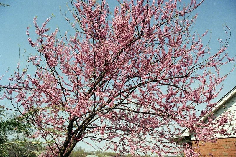 Eastern Redbud Tree Seeds - 40 Seeds Cercis canadensis Pink Flowering Deciduous Ornamental Landscape Plant