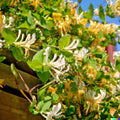 European Fly Honeysuckle Vine Seeds - Perennial White Flower Climbing Plant, Lonicera periclymenum, 50+ Seeds