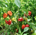 Habanero Hot Pepper Seeds 50 Count | Non-GMO Heirloom Capsicum chinense | Spicy Peppers for Garden or Container Cultivation