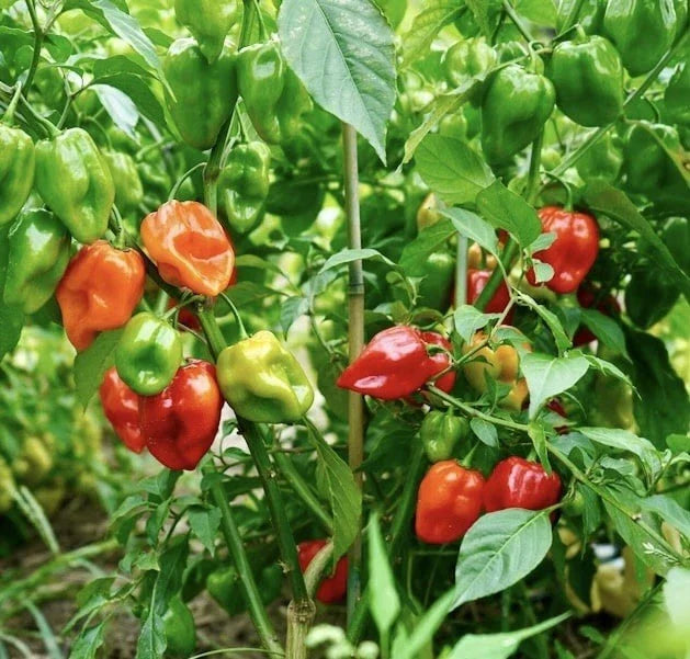 Habanero Hot Pepper Seeds 50 Count | Non-GMO Heirloom Capsicum chinense | Spicy Peppers for Garden or Container Cultivation