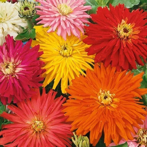 Zinnia Seeds - SUPER CACTUS GIANT Mix - Non-GMO Flower Seeds for Butterfly Gardens - Zinnia elegans, Vibrant Multi-Color Blooms, 100 Pack