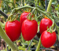Sweetheart Tomato Live Starter Plants - Set of 2, Mini Apple-Shaped Cherry Tomatoes, Solanum lycopersicum