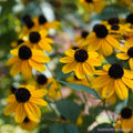 Clasping Coneflower Seeds - 200+ Pack - Rudbeckia amplexicaulis Perennial for Garden, Wildflower, Border Planting