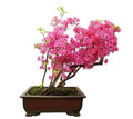 Bonsai Tree Seeds - Pink Azalea Rhododendron obtusum - 30 Seeds for Indoor and Outdoor Cultivation
