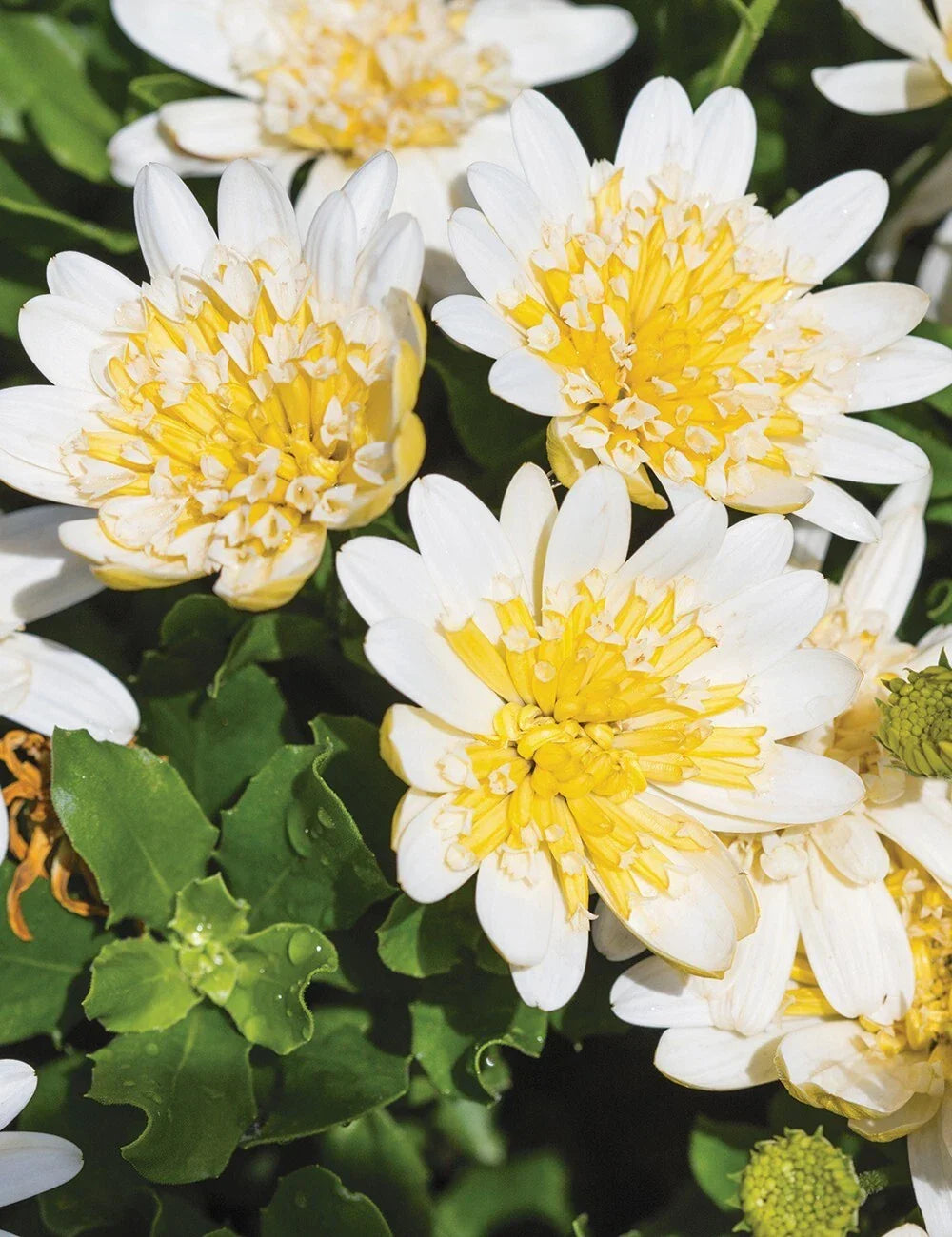 Cape Daisy Seeds - 50+ Yellow & White Osteospermum ecklonis Garden Flower Seeds for Borders & Containers