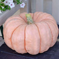 Pink Princess Porcelain Doll Pumpkin Seeds - Non-GMO Cucurbita pepo, 10+ Seeds for Fall Decor & Gardening